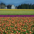 Color In The Countryside.